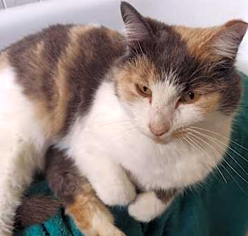Photo of Chablis