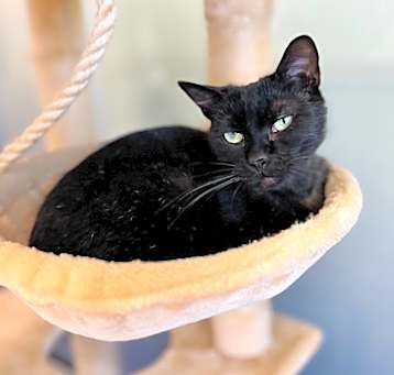 Photo of Delilah