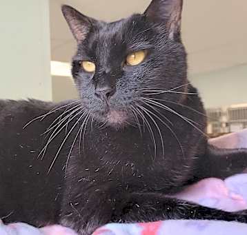 Photo of Sirius
