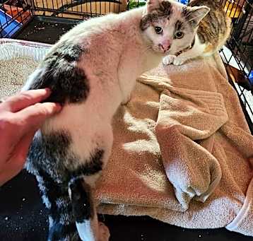 Photo of Fire Cat #5