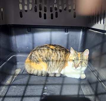 Photo of Fire Cat # 4