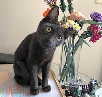 Photo of Pyat