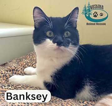 Photo of Banksey - Playful Pal!
