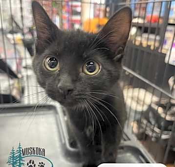 Photo of Kendra - Great Kitty!