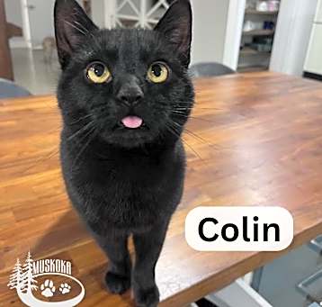 Photo of Colin - Your New Best Friend!