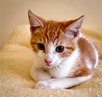 Photo of Alani