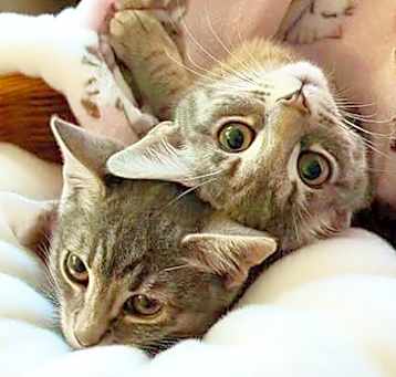 Photo of Amelia & Winglet
