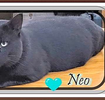 Photo of NEO