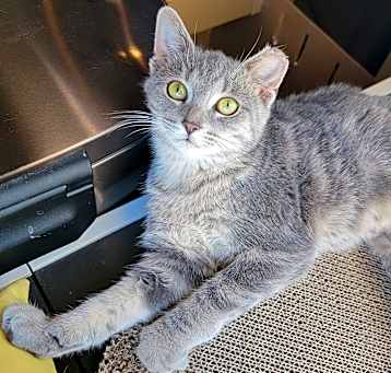 Photo of Tonks