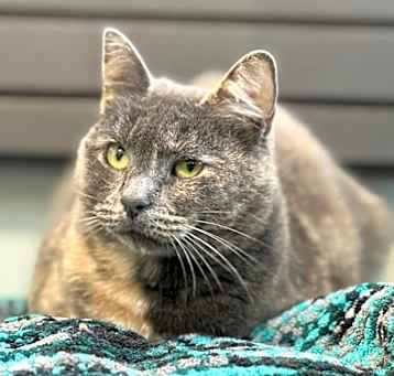 Photo of Smokey
