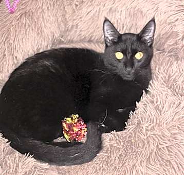 Photo of Velvet