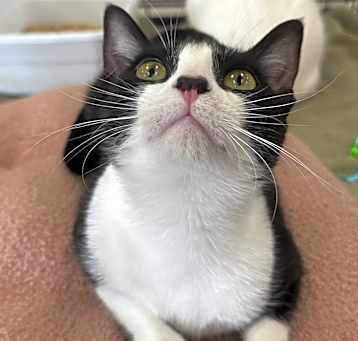 Photo of Amélie