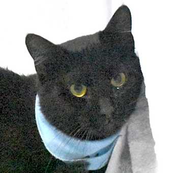 Photo of Briar