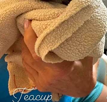 Photo of Teacup