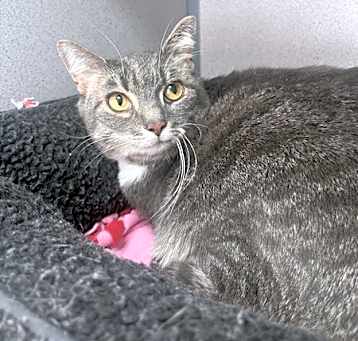 Photo of Pokey
