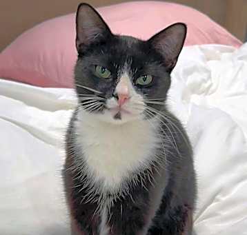 Photo of Binx