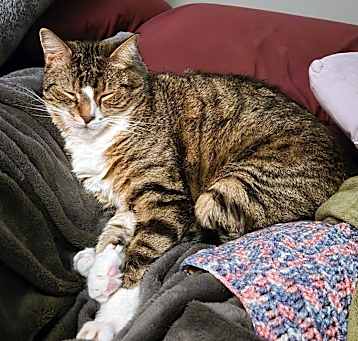Photo of Tora
