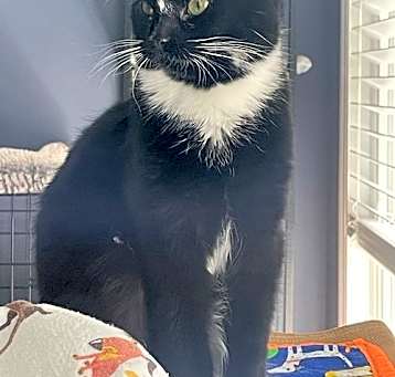Photo of Mr Wick (black) and Bonsai (tabby) BONDED PAIR