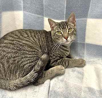 Photo of Fergus