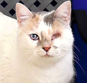 Photo of Primrose