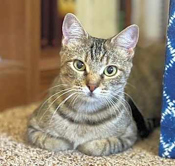 Photo of Prissy