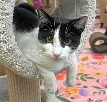 Photo of Zorro