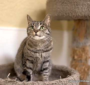 Photo of Callie