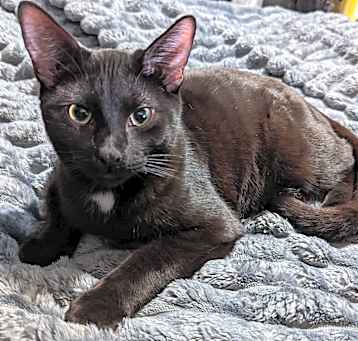 Photo of Shadow