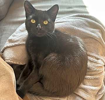 Photo of Gino