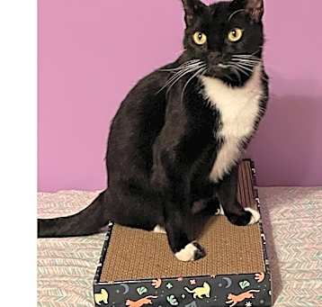 Photo of Mittens