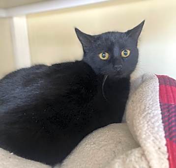 Photo of Pumpkin