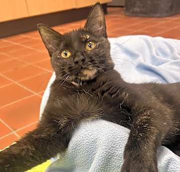 Photo of Bess