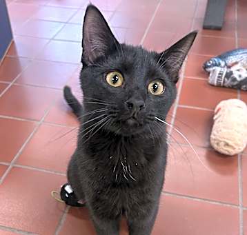 Photo of Bosco