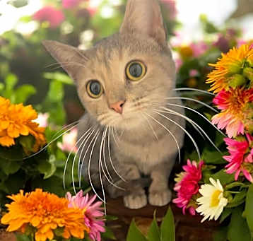 Photo of Whiskers