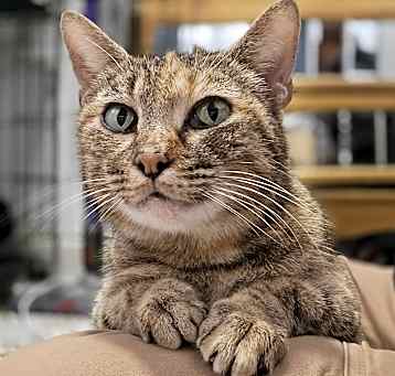 Photo of Ella Kitty