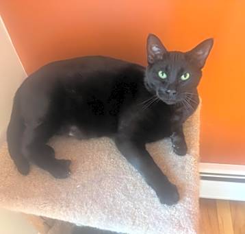 Photo of Shadow