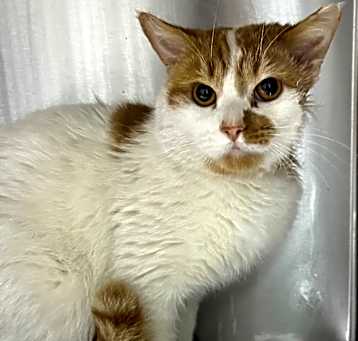 Photo of Marlin