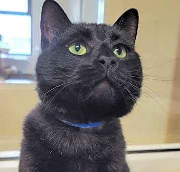 Photo of Bagheera