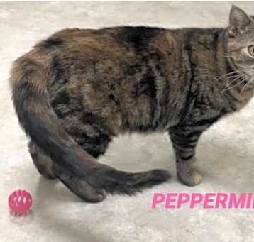 Photo of Peppermint - Diluted calico in foster care
