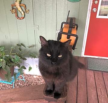Photo of Black Kitty