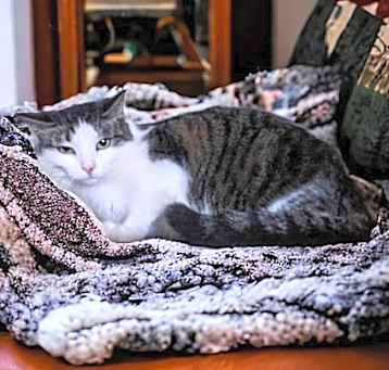 Photo of Tinkerbell