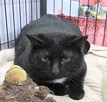 Photo of Blackie