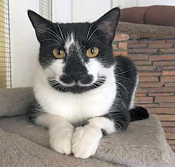 Photo of Licorice