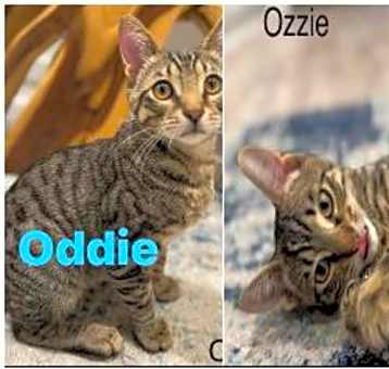Photo of Oddie and Ozzie