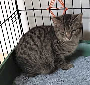 Photo of Rocket