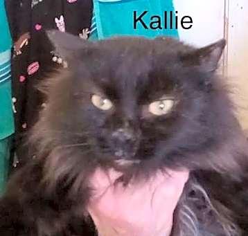 Photo of Kallie: Not At shelter (Cheryl)