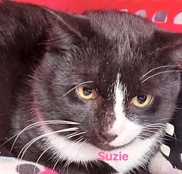 Photo of Suzie: Not at shelter (Cheryl)