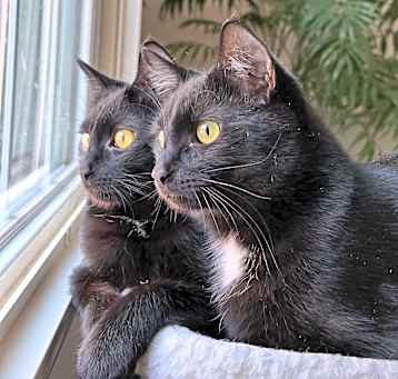Photo of Mewmew and Little Man