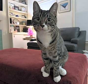 Photo of Griz