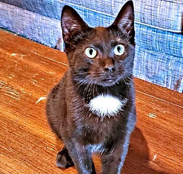 Photo of Opie